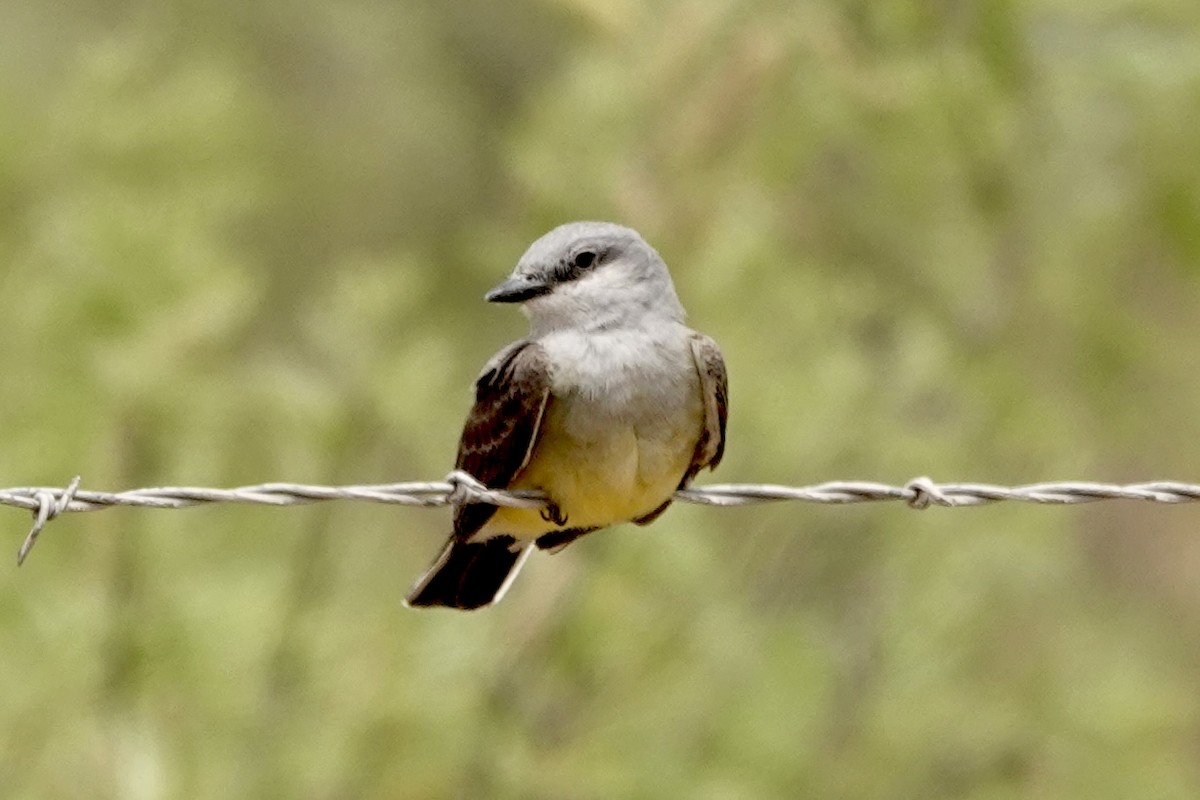 Western Kingbird - ML635825837
