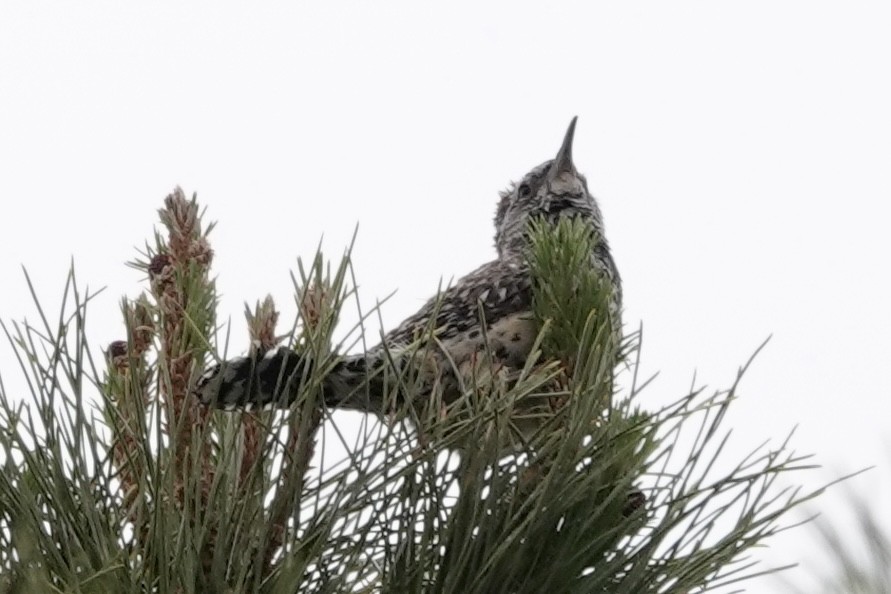 Cactus Wren - ML635825846
