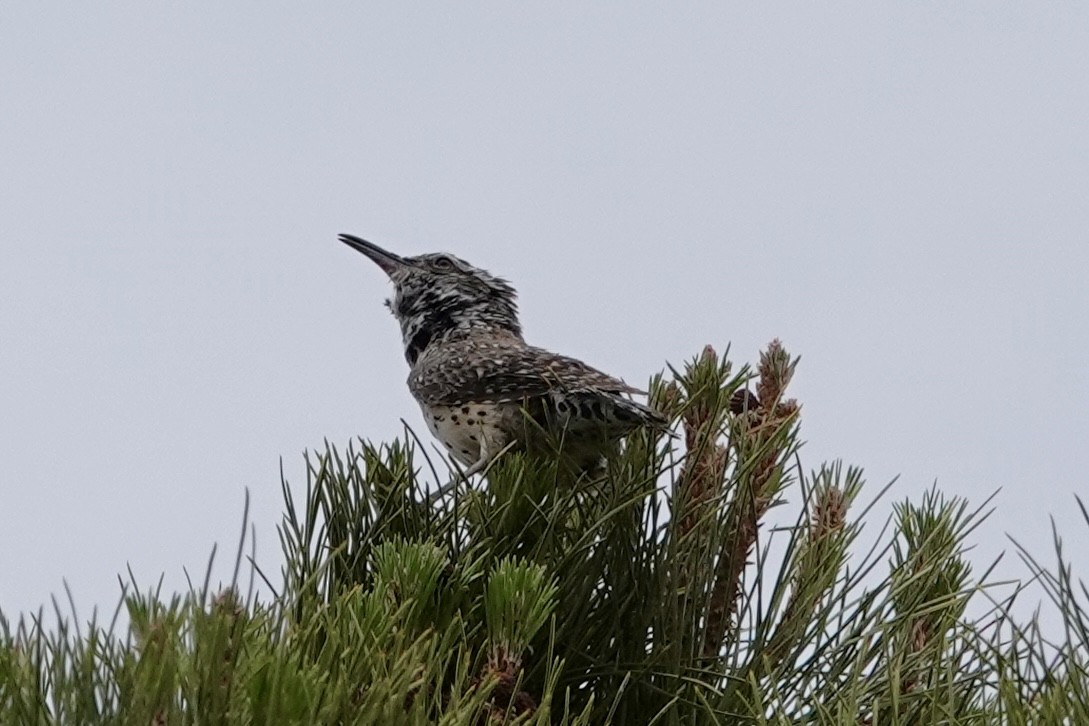 Cactus Wren - ML635825847