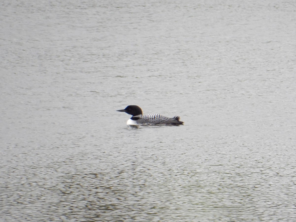 Plongeon huard - ML635825854