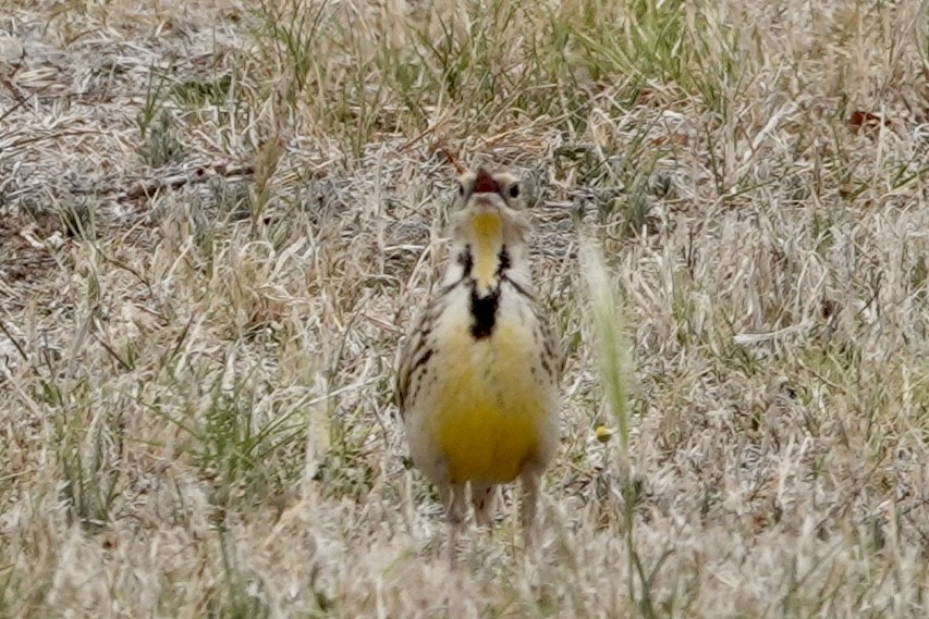 Chihuahuan Meadowlark - ML635825862