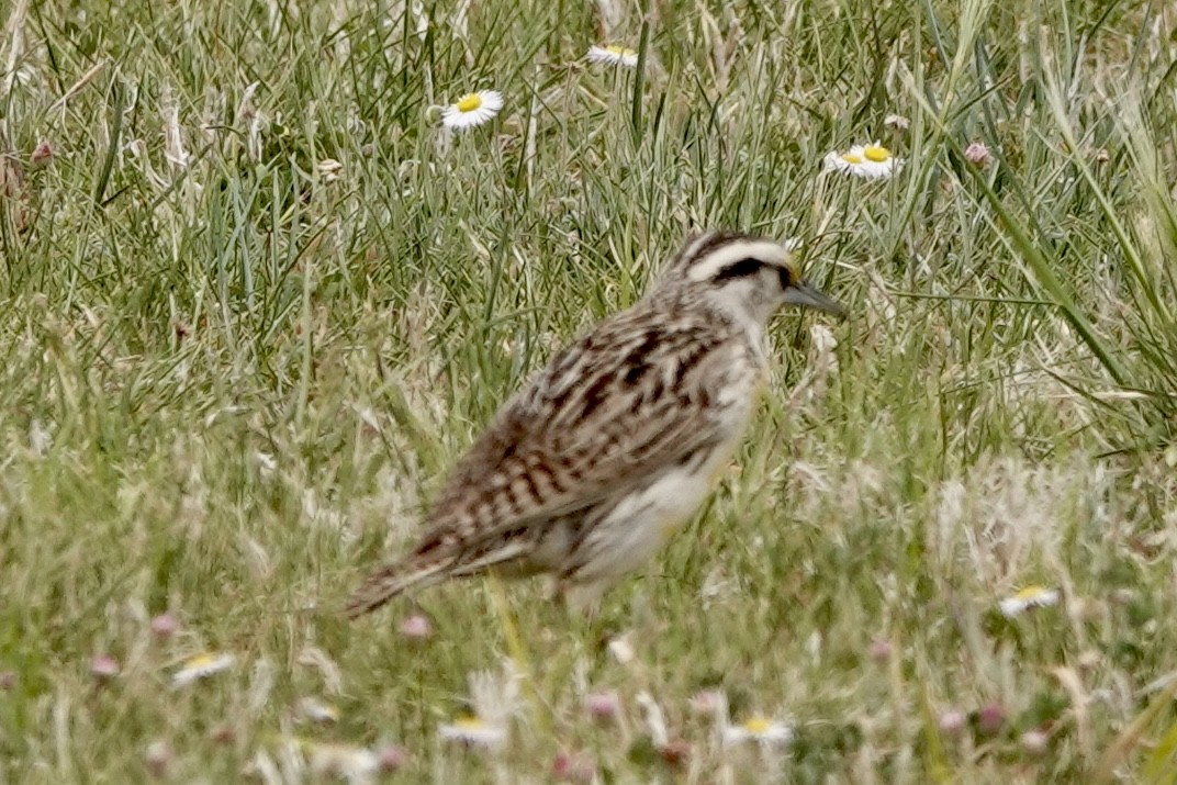 Chihuahuan Meadowlark - ML635825863