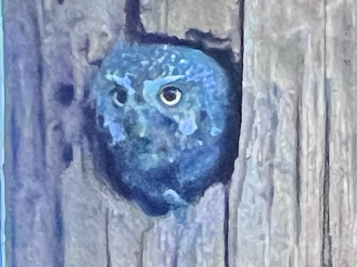 Elf Owl - ML635826088