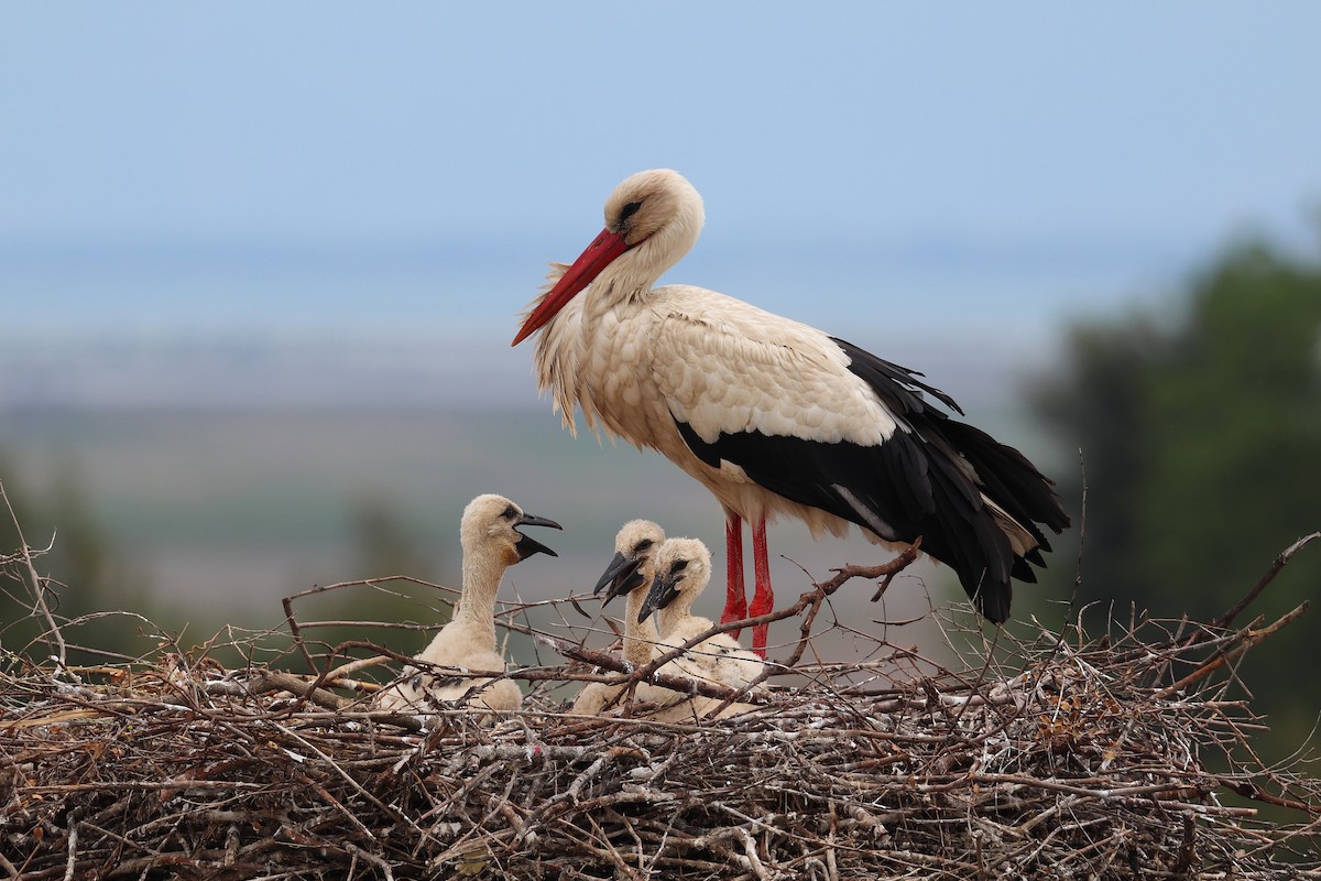 White Stork - ML635826212