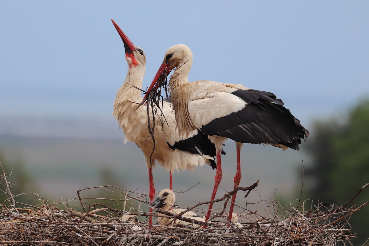 White Stork - ML635826230