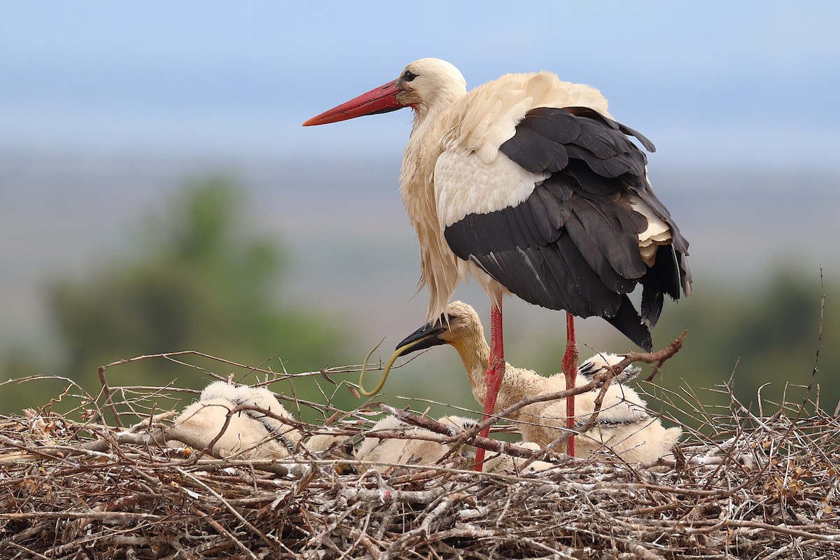 White Stork - ML635826249