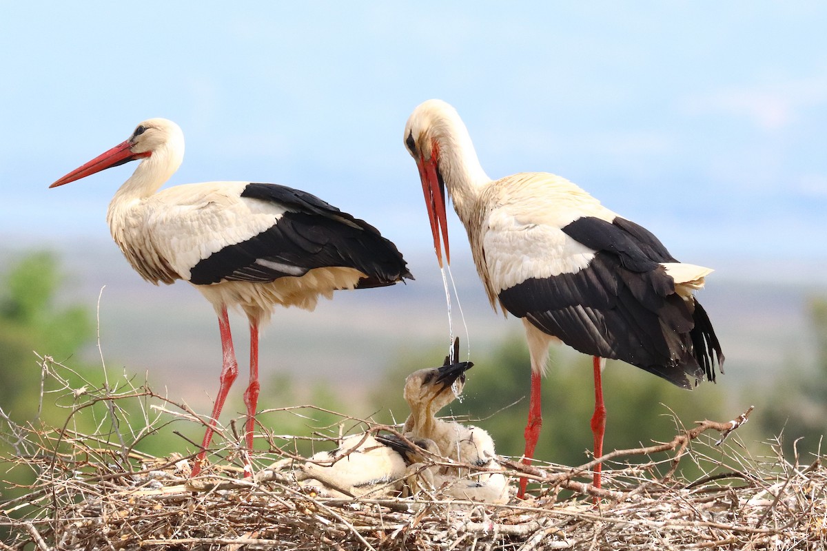White Stork - ML635826296