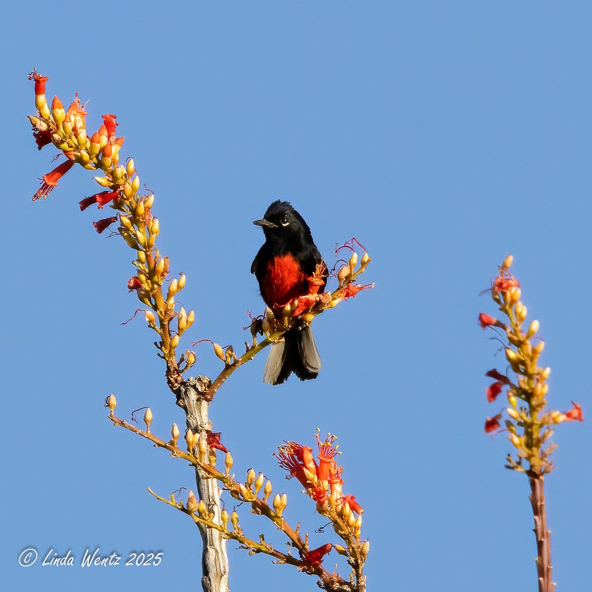 Painted Redstart - ML635826403