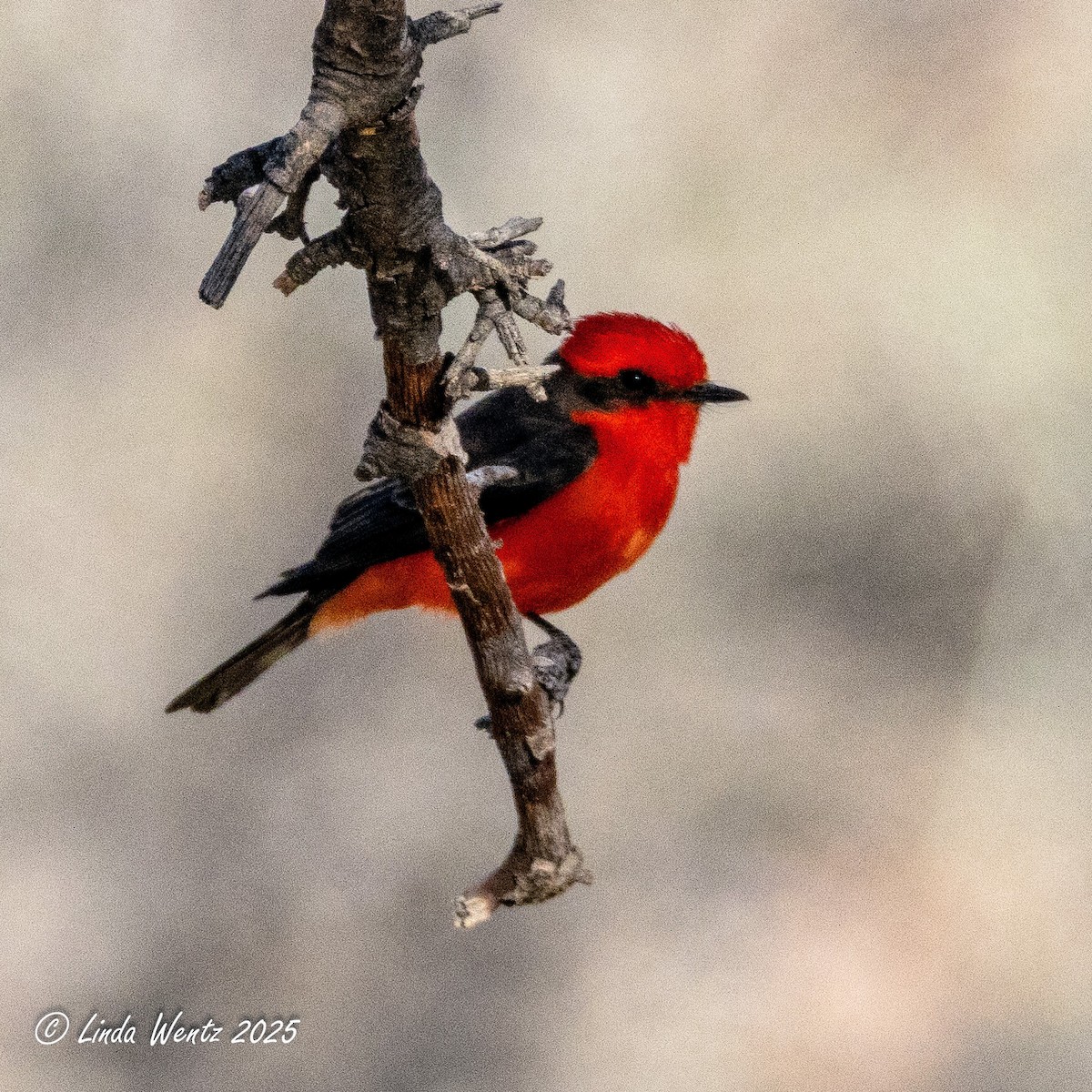 Vermilion Flycatcher - ML635826425