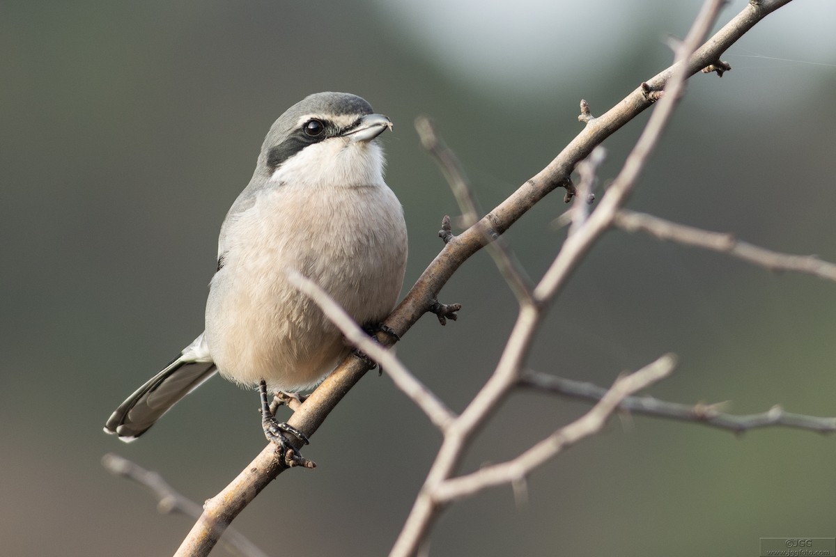 Iberian Gray Shrike - ML635826434