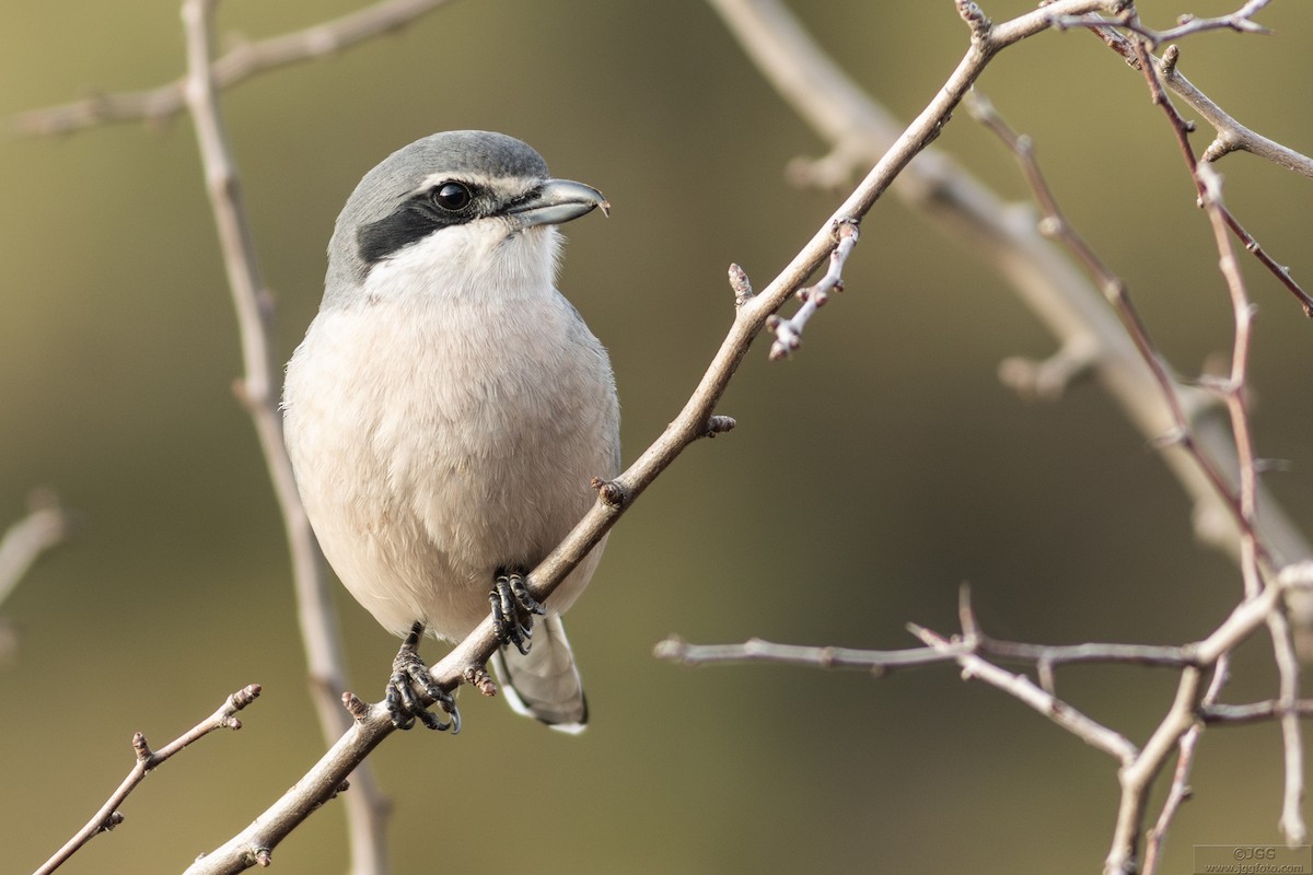 Iberian Gray Shrike - ML635826435