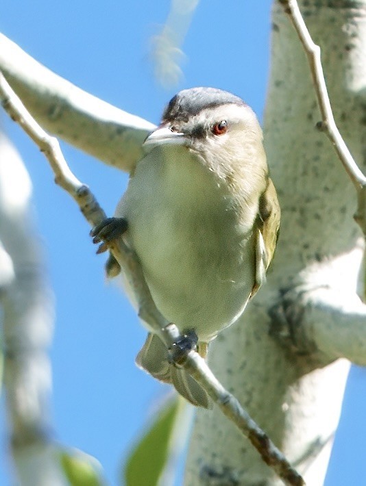 Red-eyed Vireo - ML635826532