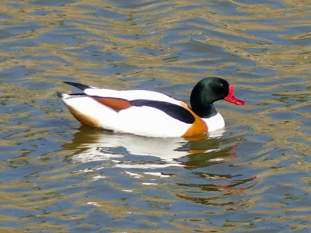 Common Shelduck - ML635826582