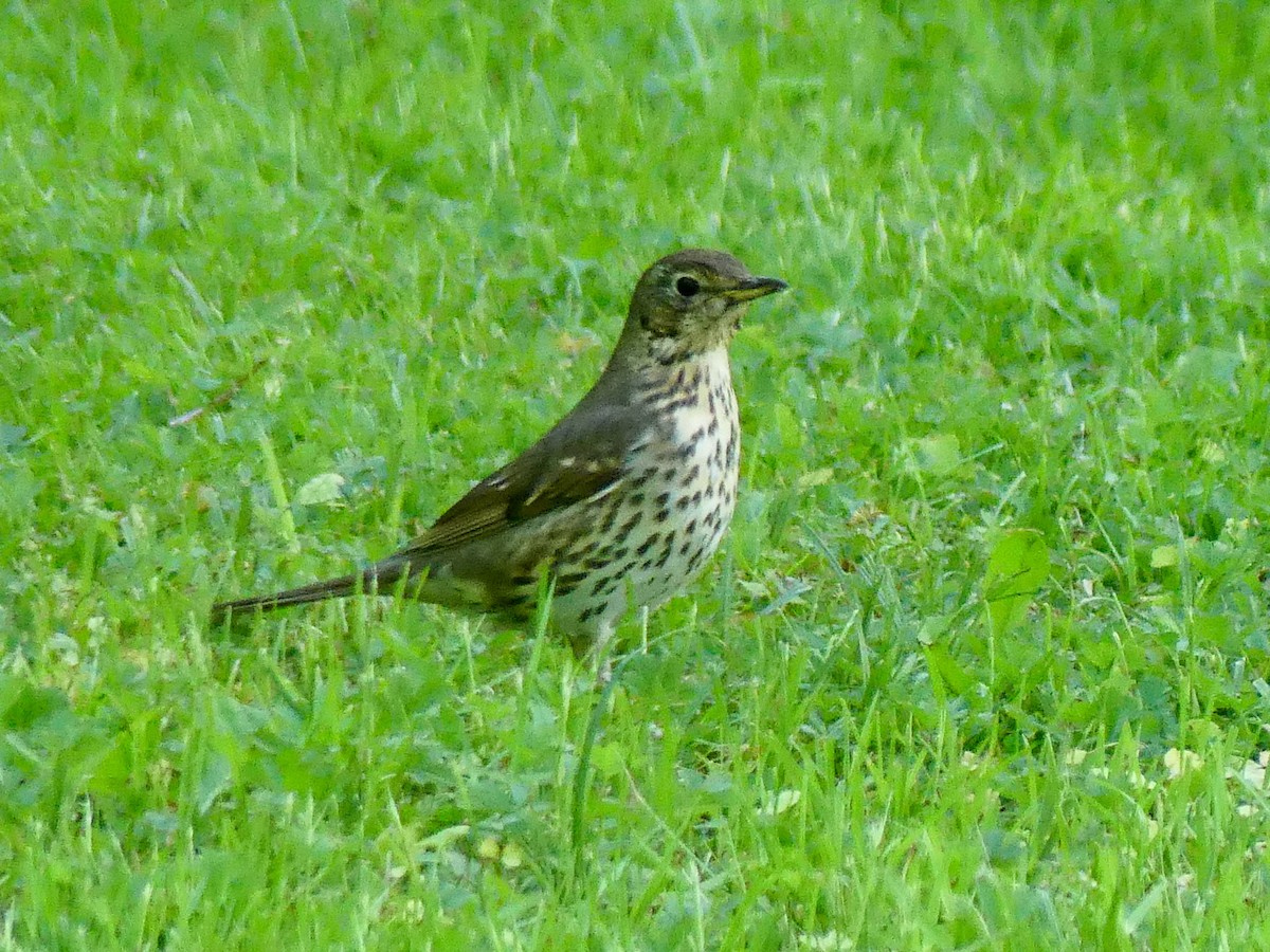 Song Thrush - ML635826611