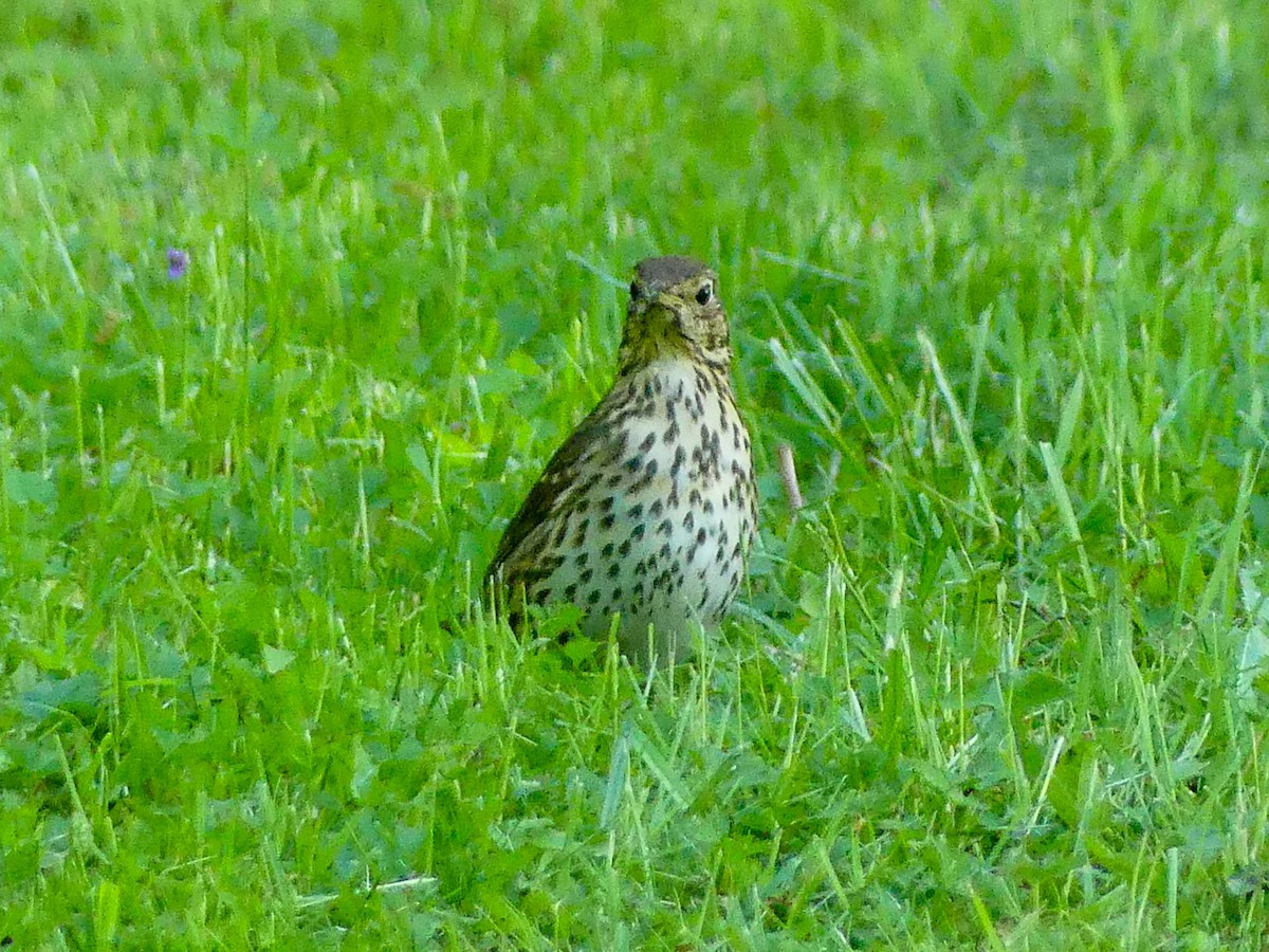Song Thrush - ML635826612
