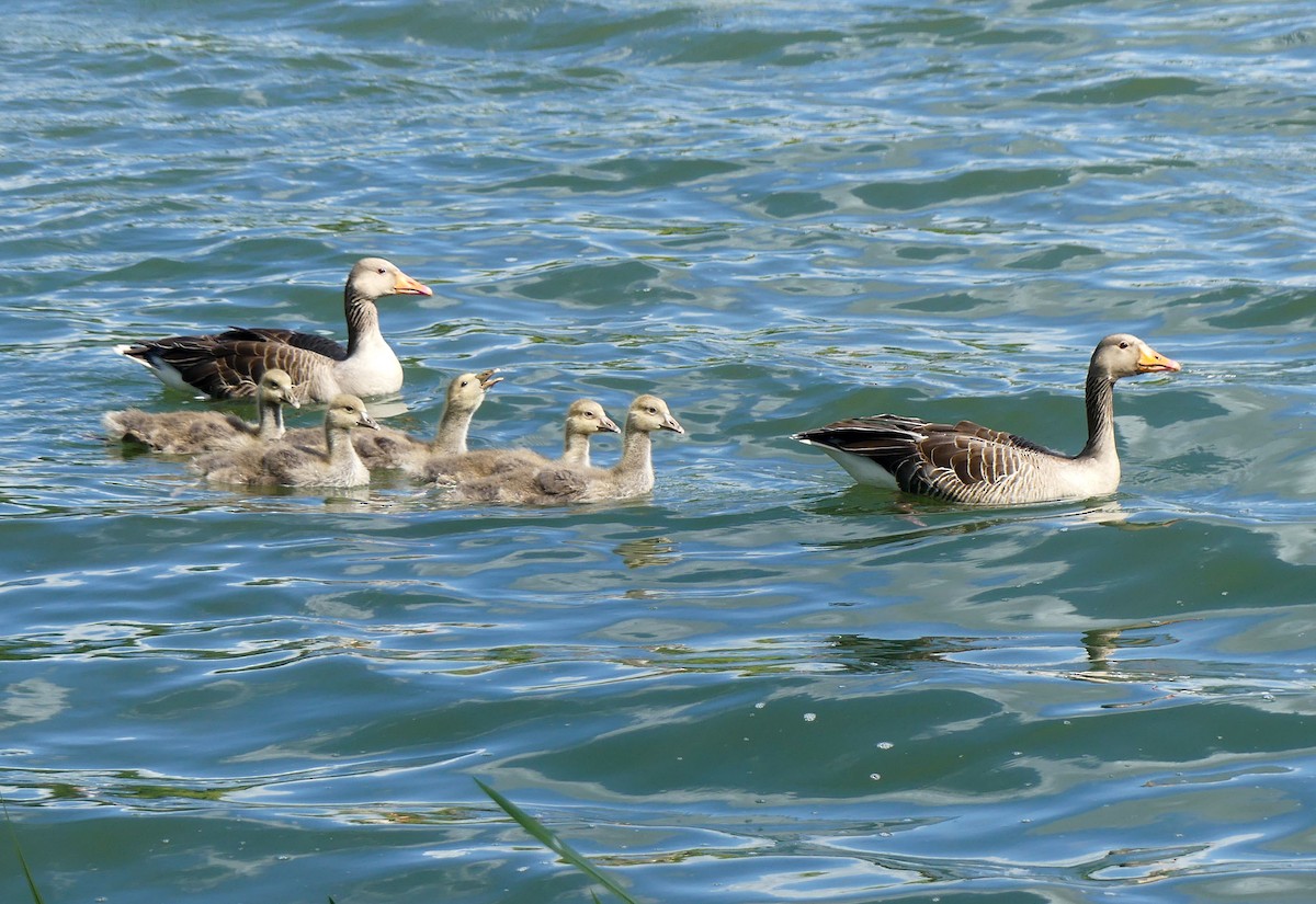 Graylag Goose - ML635826631