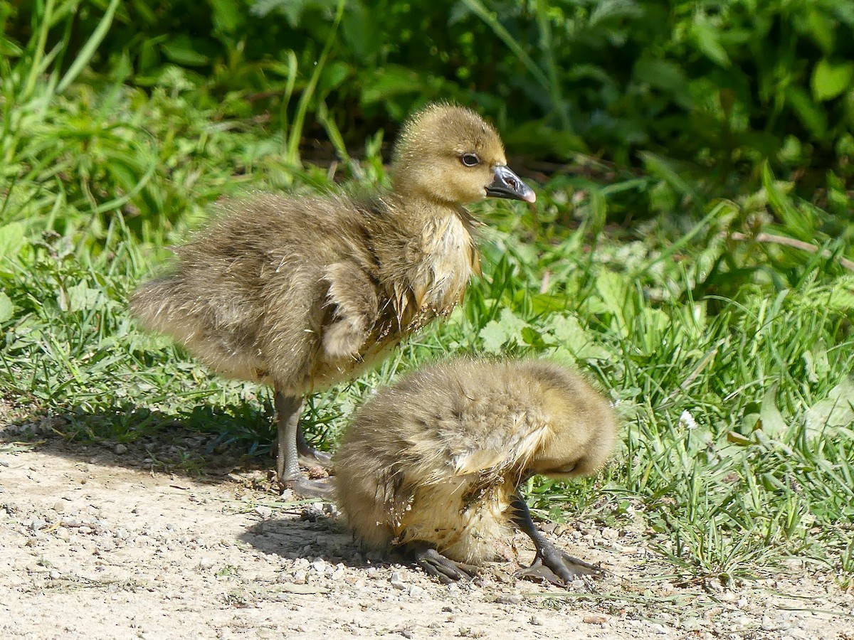 Graylag Goose - ML635826632