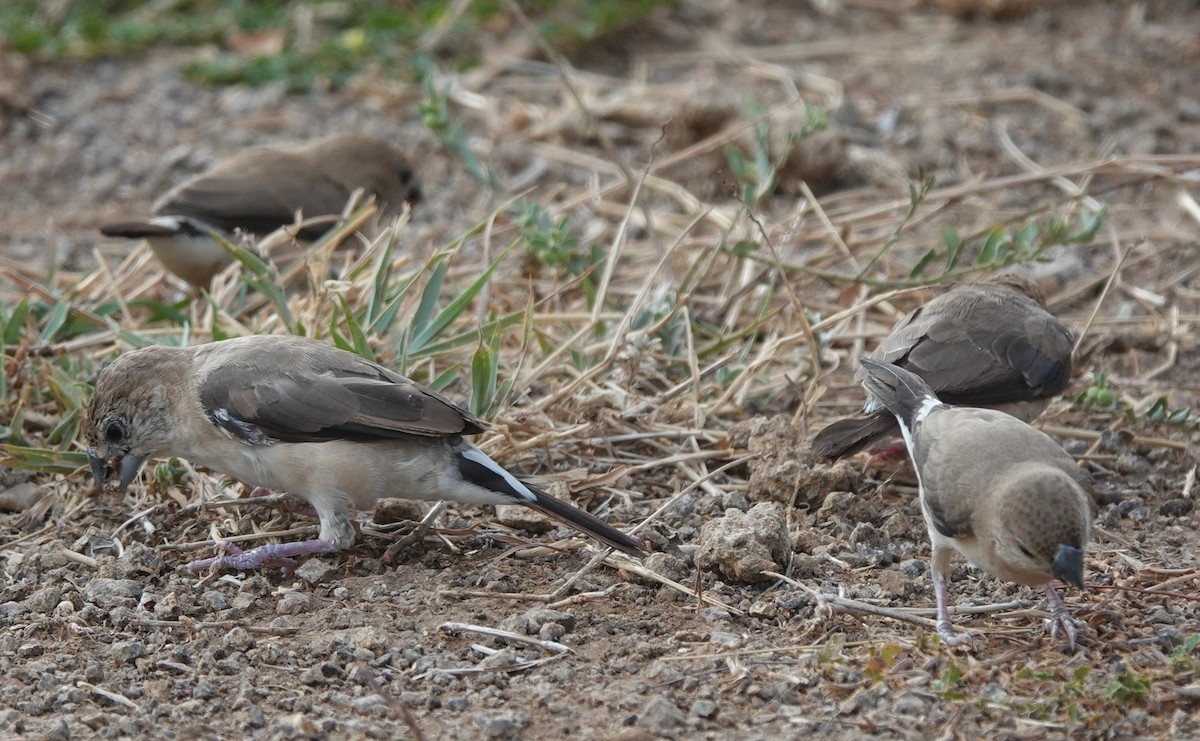 白喉文鳥 - ML635826675