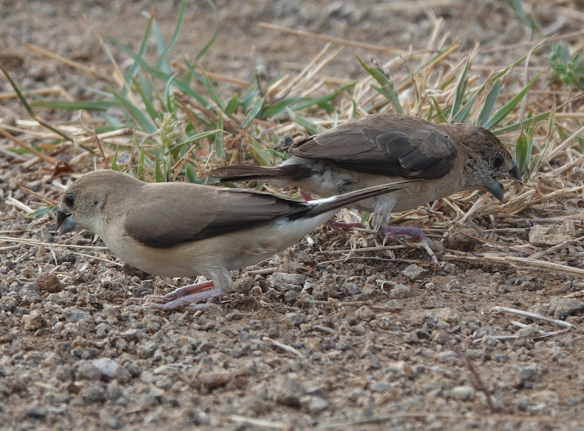 白喉文鳥 - ML635826676