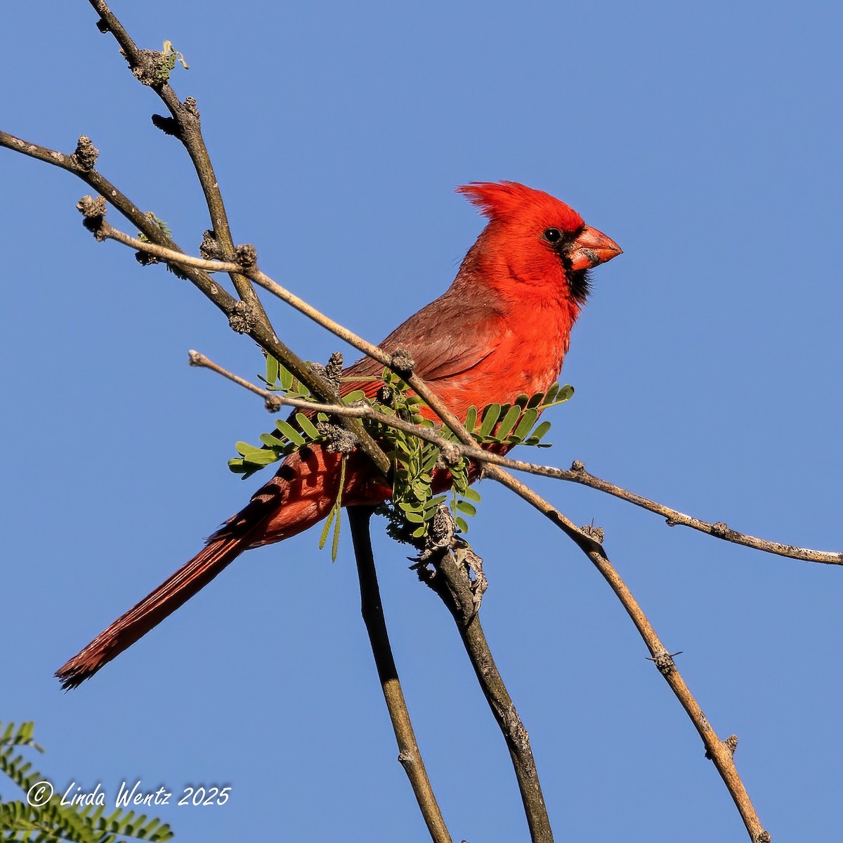 Northern Cardinal - ML635826681