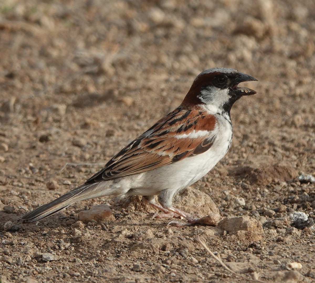 家麻雀 - ML635826684
