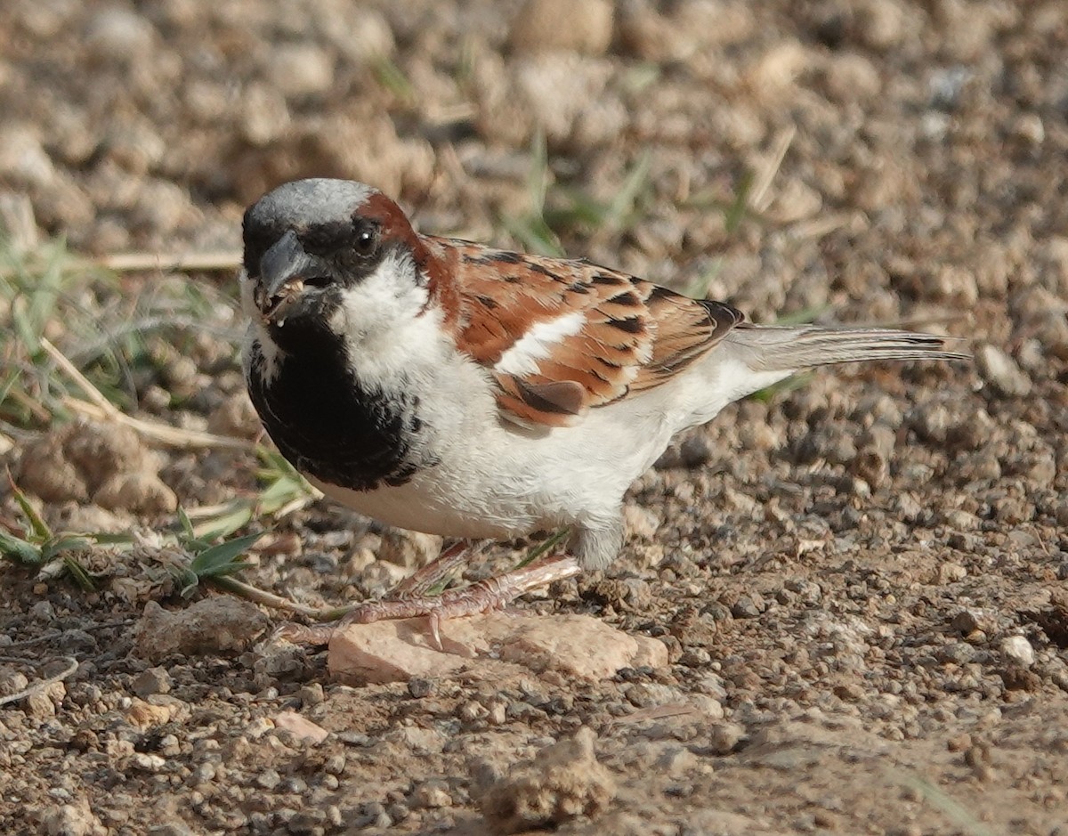 家麻雀 - ML635826685