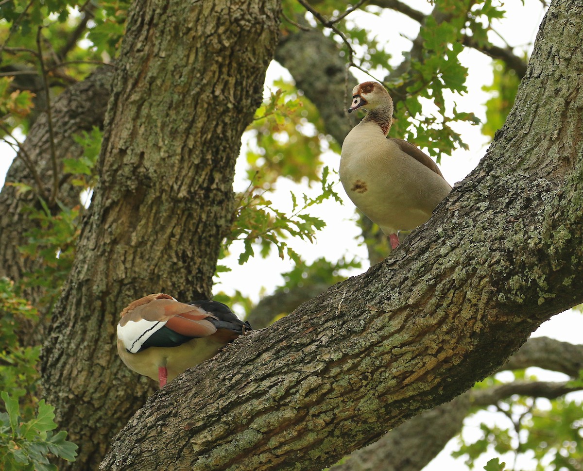 Egyptian Goose - ML635826967