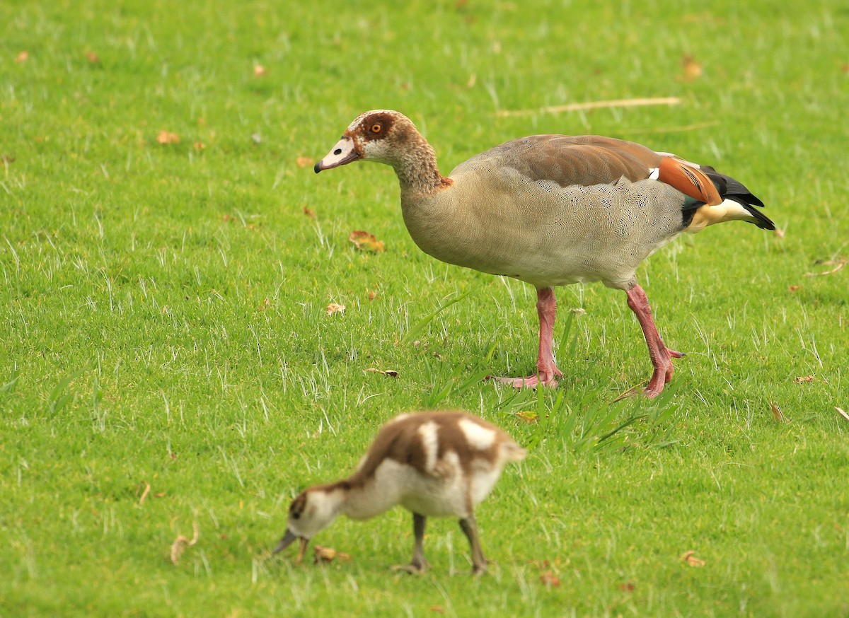 Egyptian Goose - ML635826968