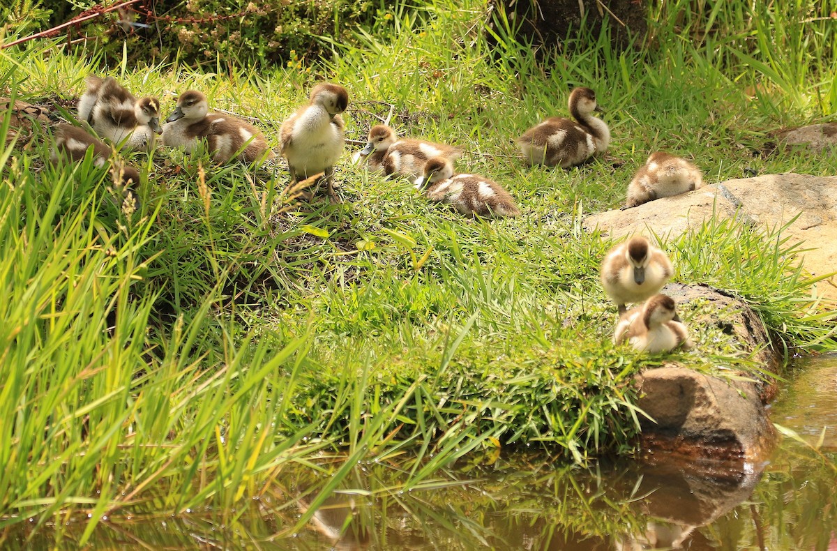 Egyptian Goose - ML635826970