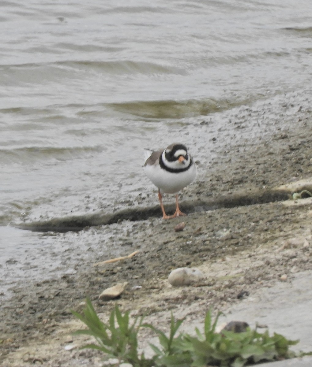 Common Ringed Plover - ML635827031