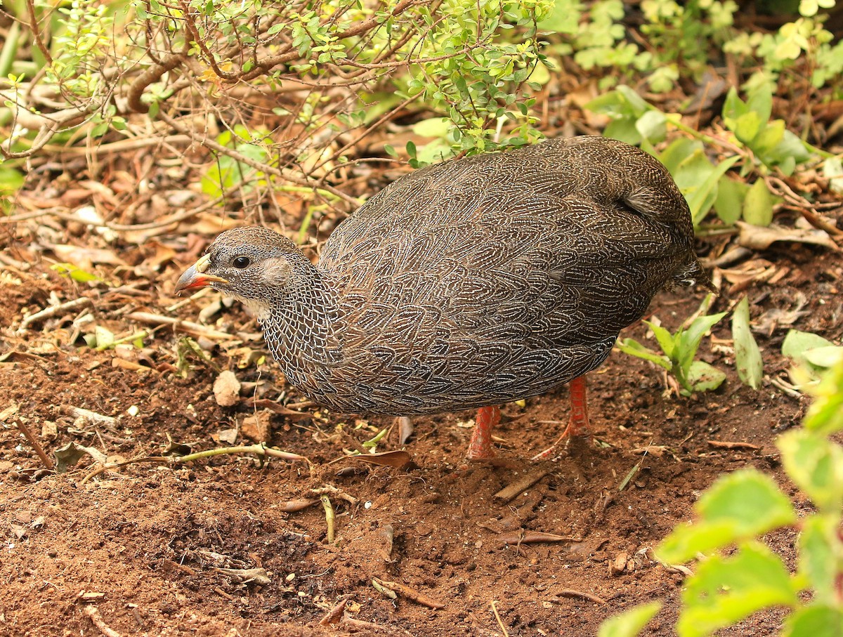Cape Spurfowl - ML635827042