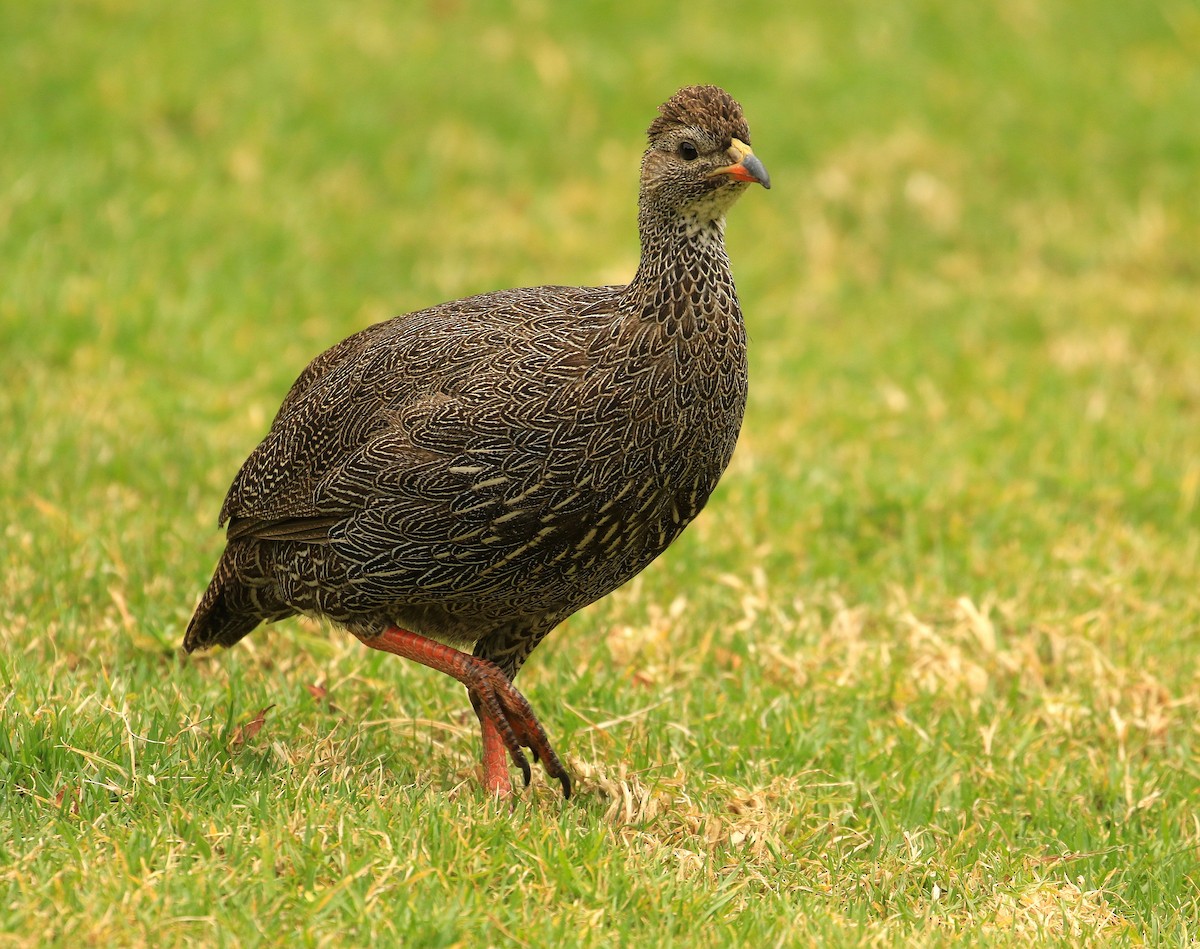 Cape Spurfowl - ML635827043