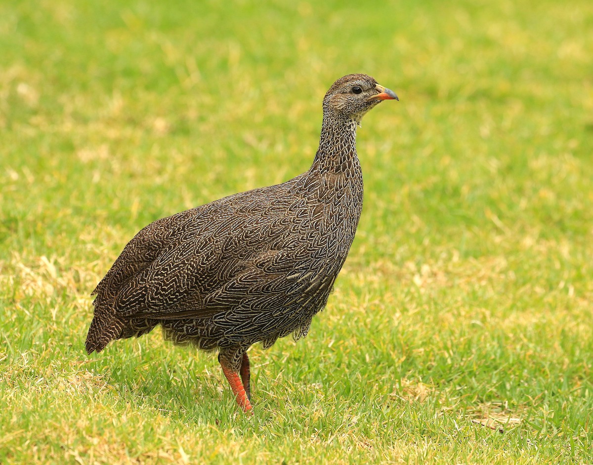 Cape Spurfowl - ML635827044