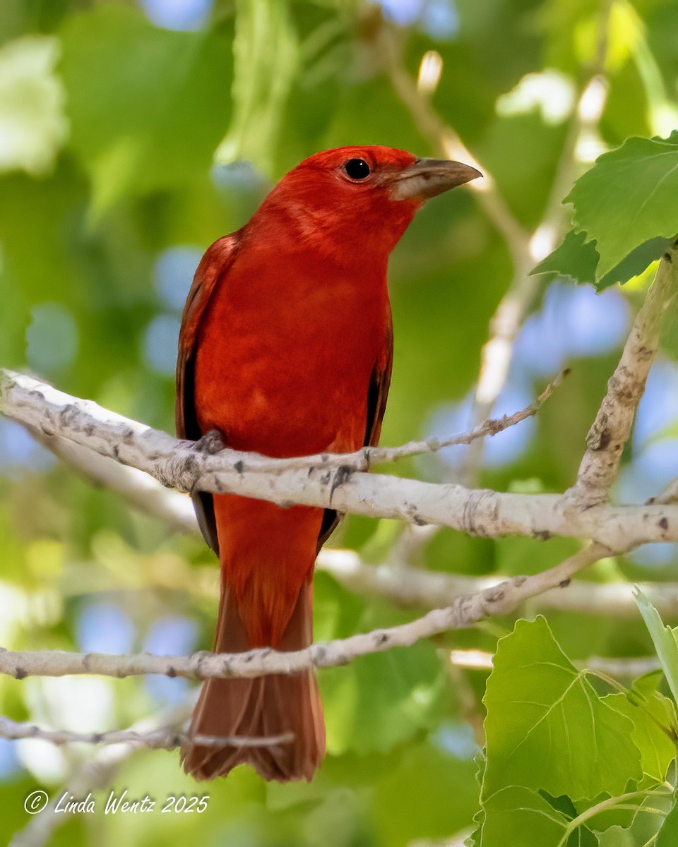 Summer Tanager - ML635827056