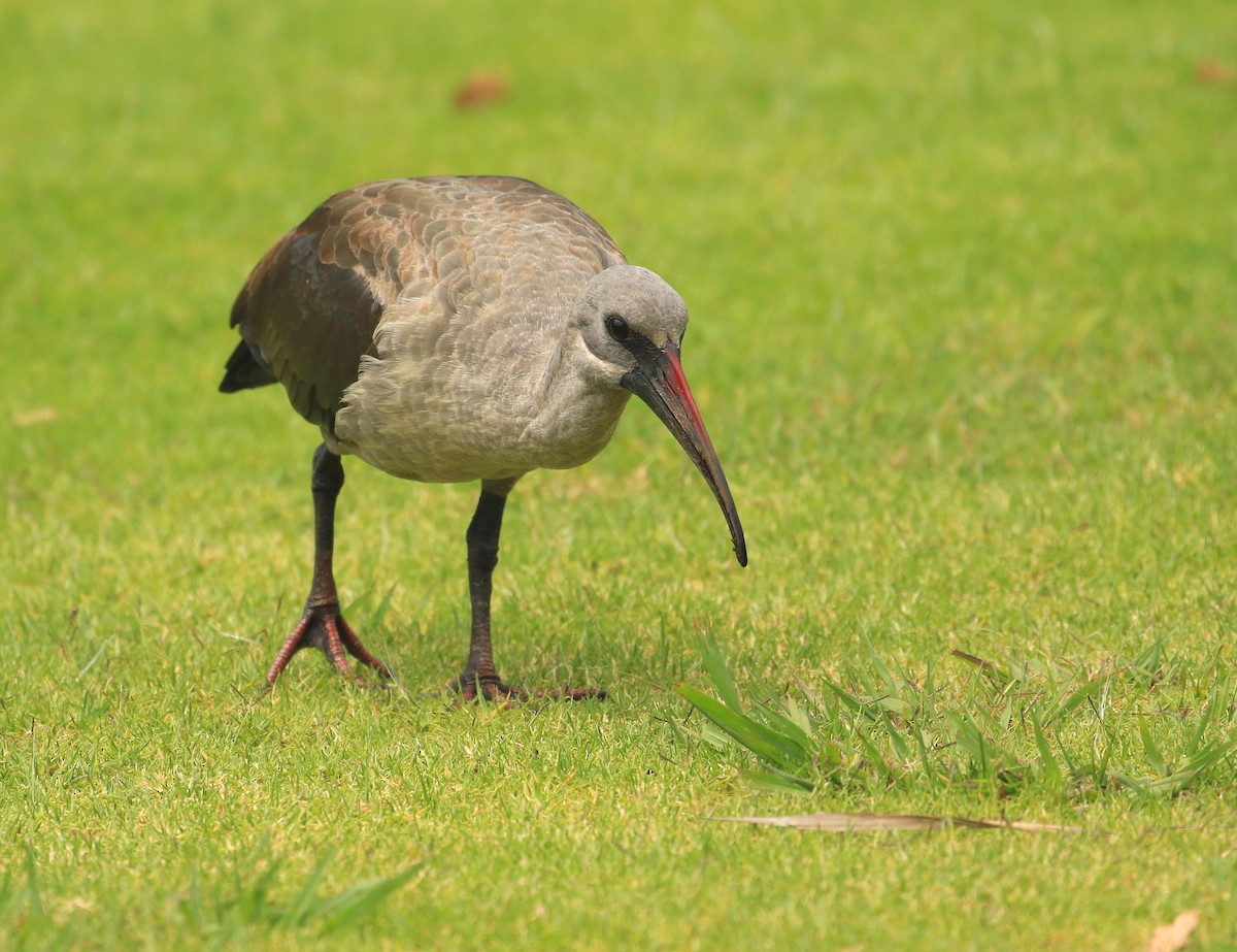 Hadada Ibis - ML635827090