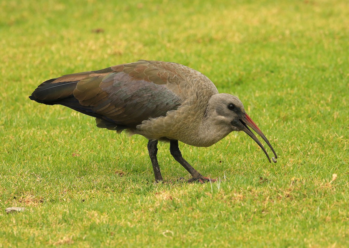 Hadada Ibis - ML635827091