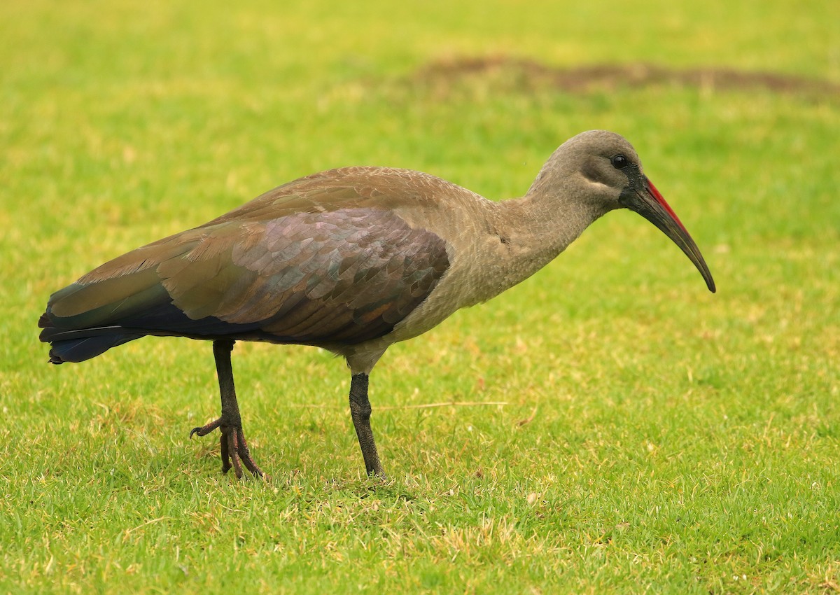 Hadada Ibis - ML635827092