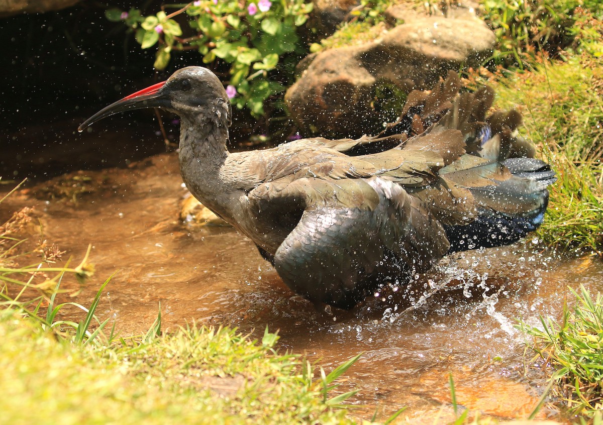 Hadada Ibis - ML635827093