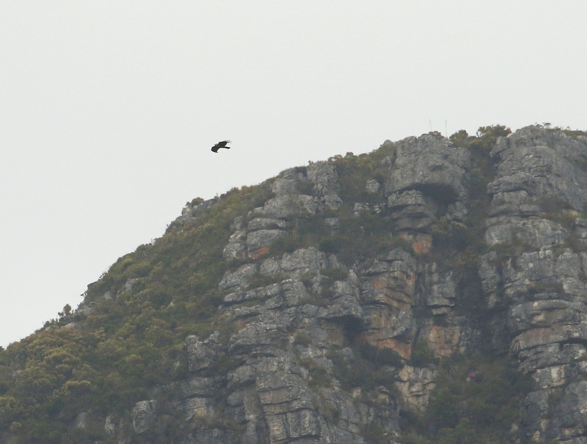 African Harrier-Hawk - ML635827103