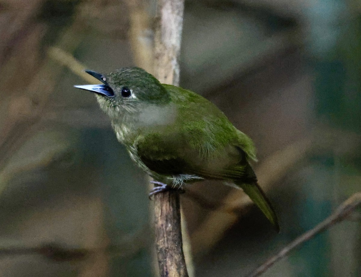 Olive-streaked Flycatcher - ML635827105