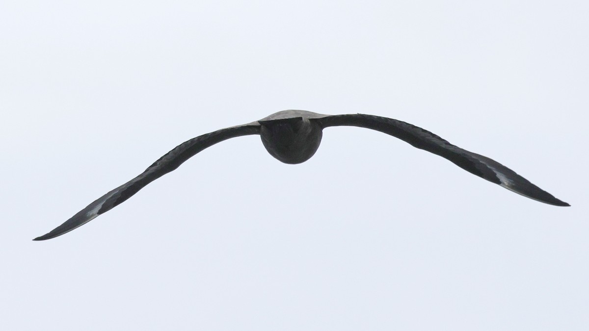 South Polar Skua - ML635827111