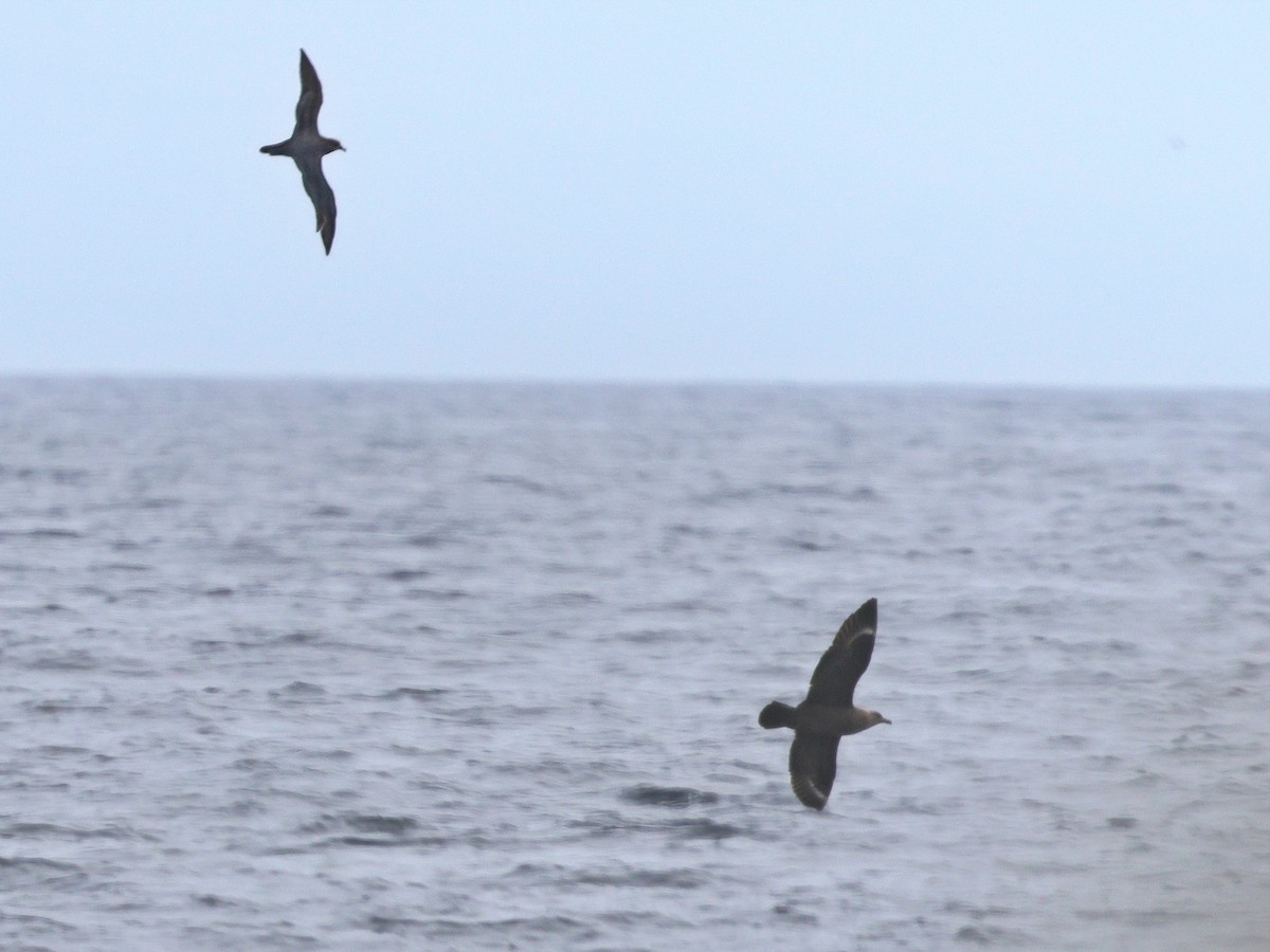 South Polar Skua - ML635827112