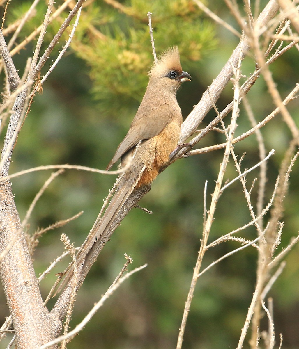 Speckled Mousebird - ML635827125