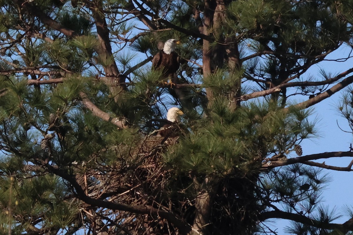 Bald Eagle - ML635827168