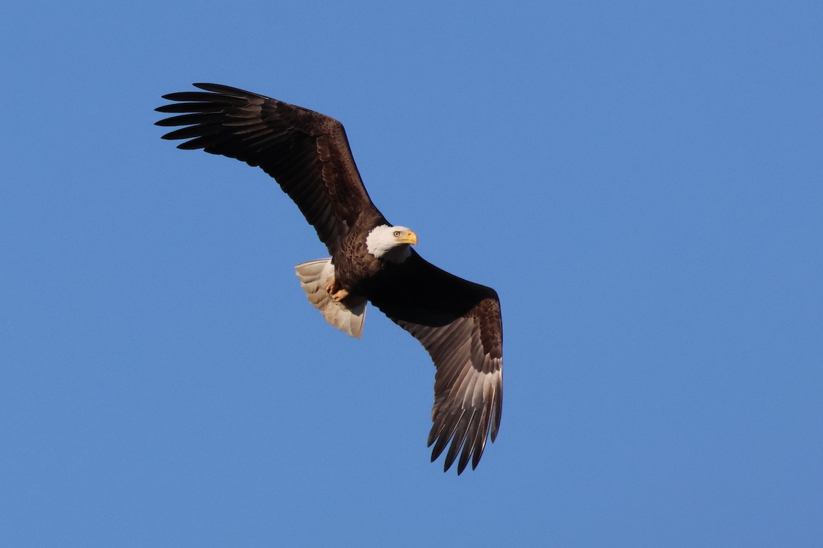 Bald Eagle - ML635827169