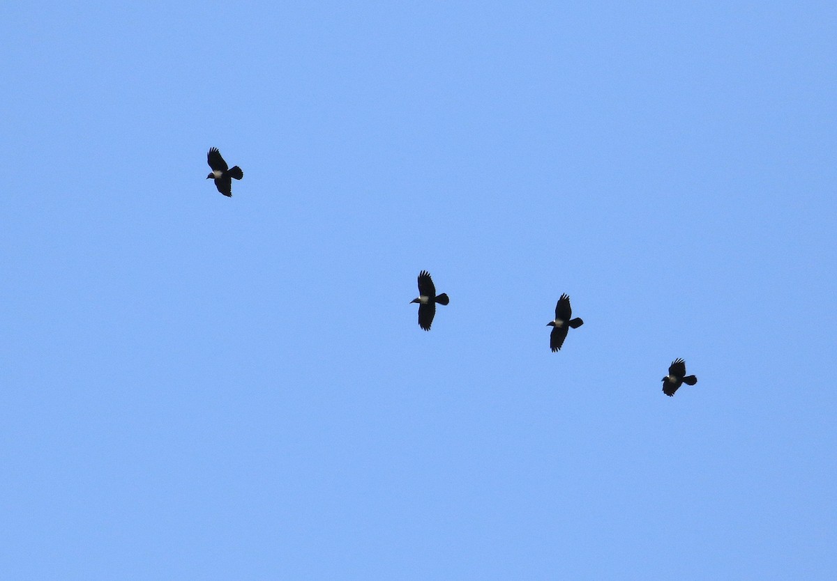 Pied Crow - ML635827174