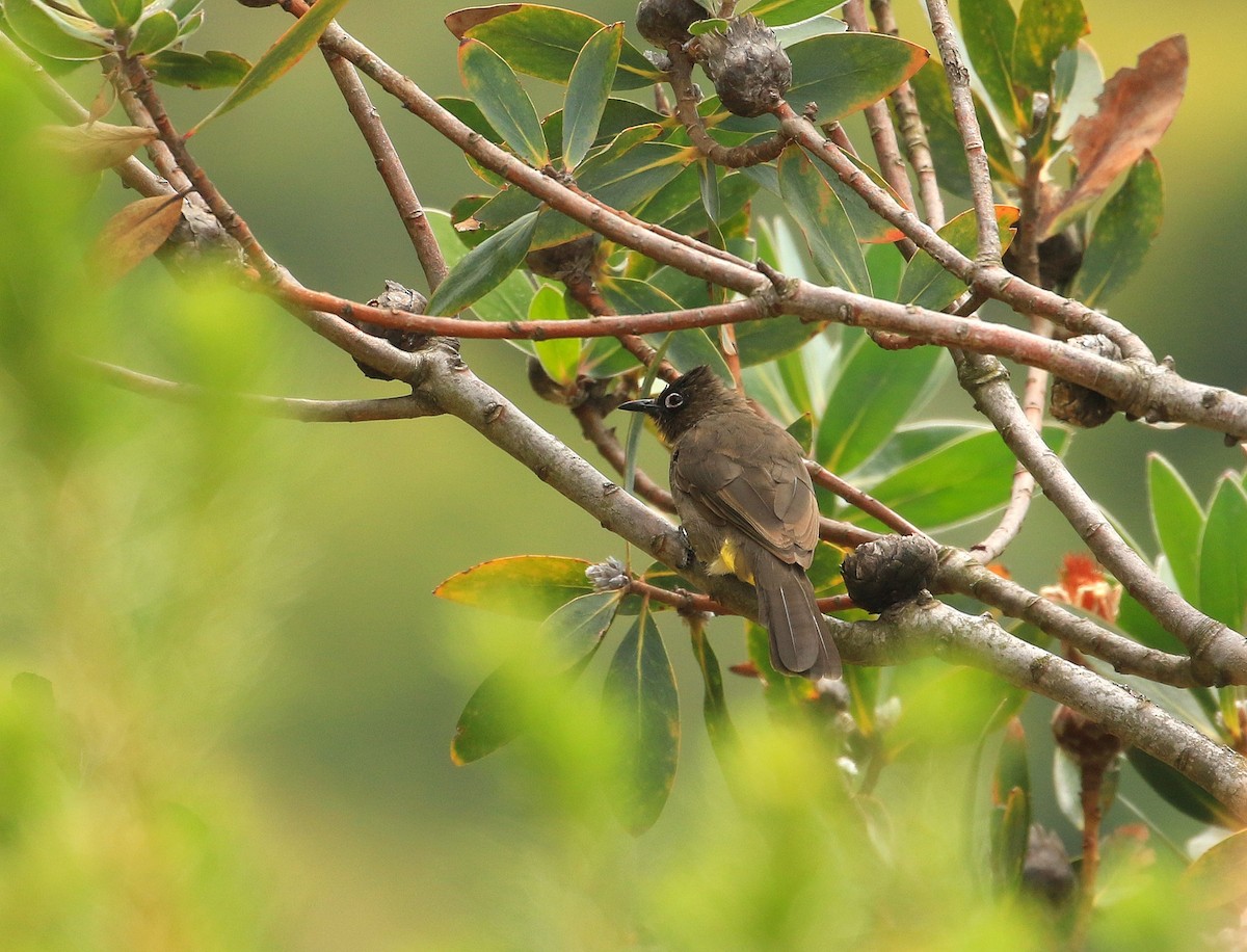 Cape Bulbul - ML635827195