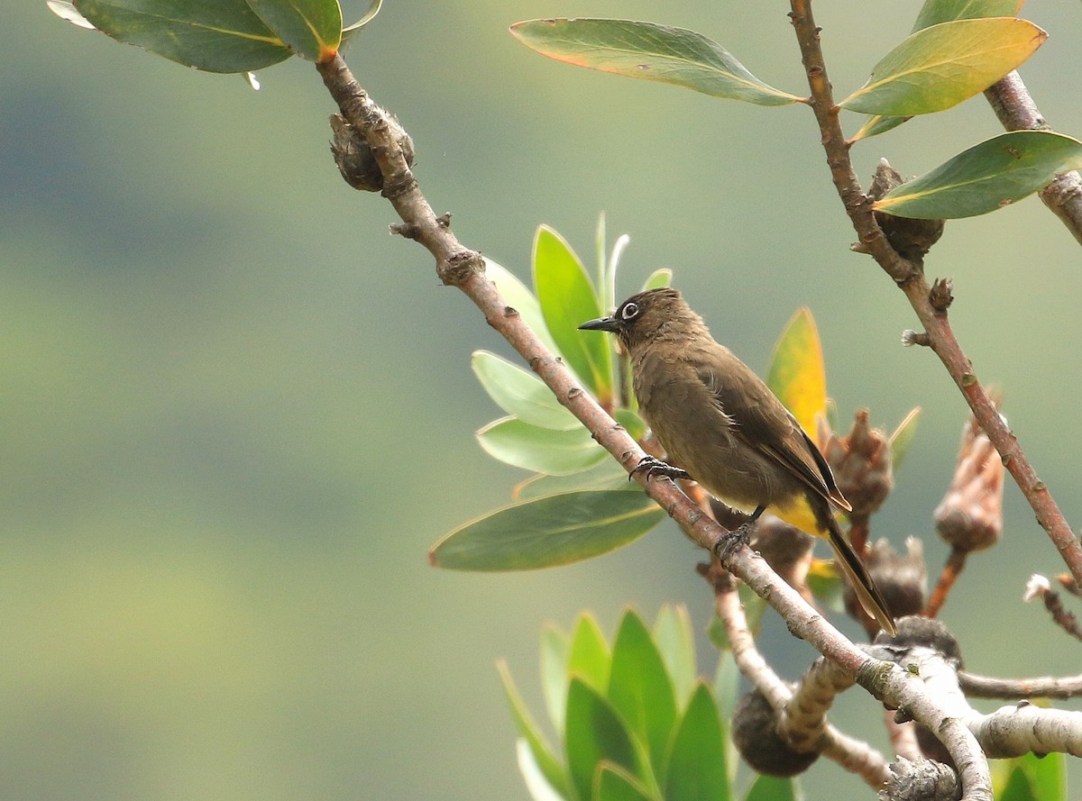 Cape Bulbul - ML635827196