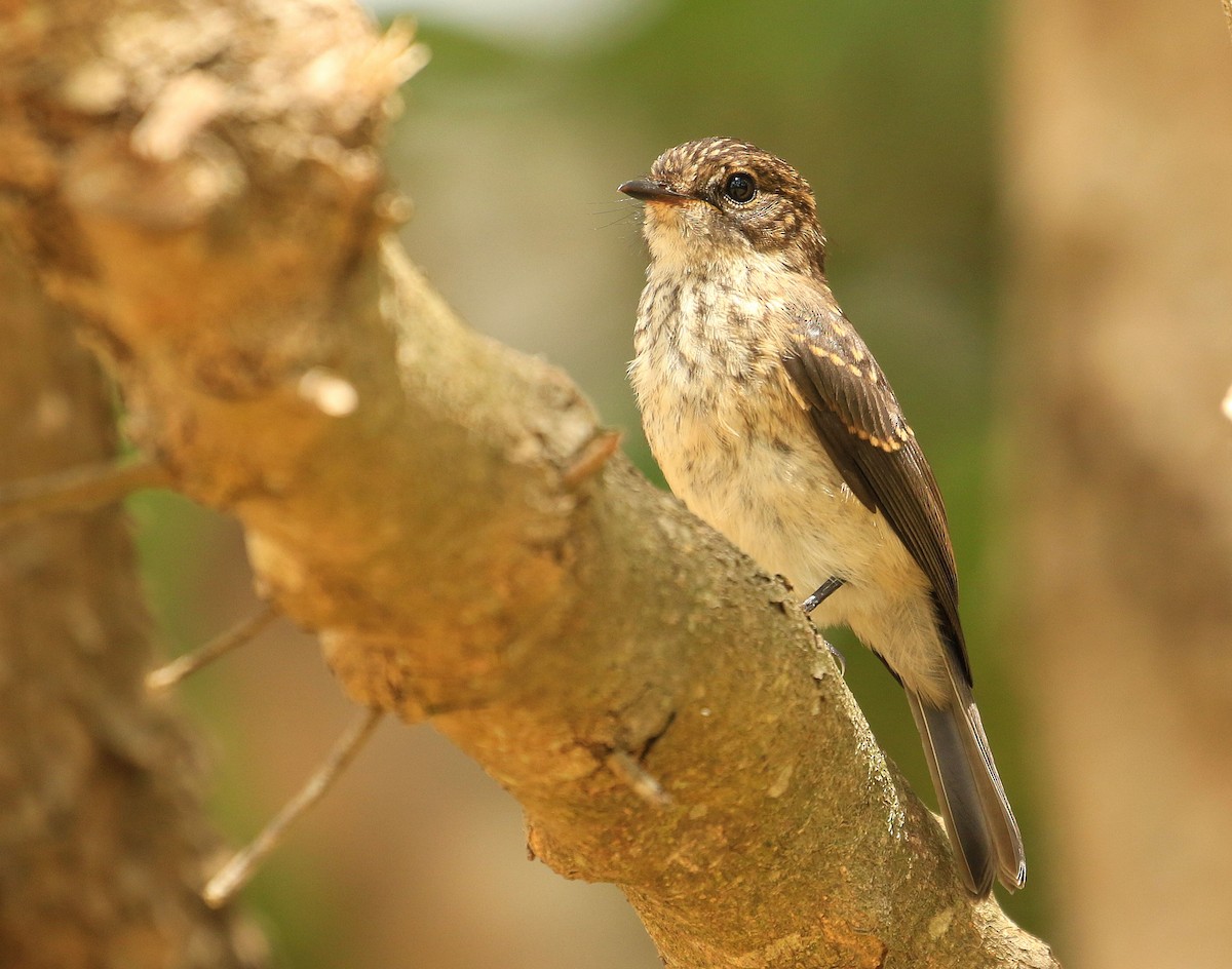African Dusky Flycatcher - ML635827237