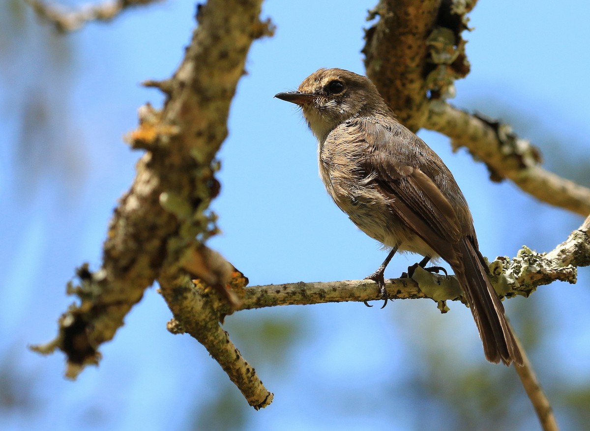 African Dusky Flycatcher - ML635827239